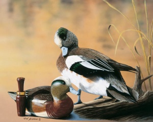 American Wigeon Limited Edition Print